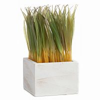 растение декоративное в горшке knaki в Магнитогорске