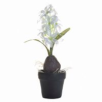 декоративное растение гиацинт с луковицей белый в горшочке 35 см в Магнитогорске