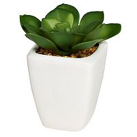 декоративное растение суккулент в горшочке 9 см в Магнитогорске