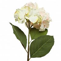 гортензия светло-розовая 62 см в Магнитогорске