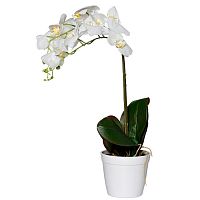 орхидея белая в горшке 65 см в Магнитогорске