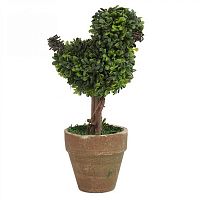 декоративный цветок в горшке baby bird маленький в Магнитогорске