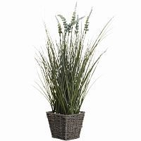 вейник остроконечный в корзине 55 см (6) в Магнитогорске