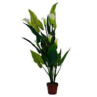 калла белая в горшке 130 см в Магнитогорске