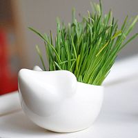 набор для выращивания eco ёжик в Магнитогорске