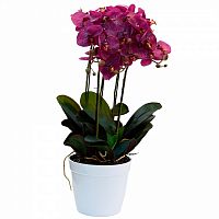 орхидея темно-розовая в горшке 64 см в Магнитогорске