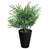 декоративное растение кипарисовик в горшочке 25 см в Магнитогорске