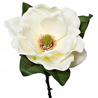 магнолия белая 72 см (12) в Магнитогорске
