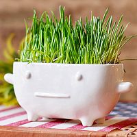 набор для выращивания eco буль в Магнитогорске