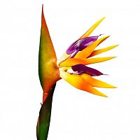 искусственный цветок стрелиция 80 см в Магнитогорске