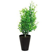 декоративное растение иглица в горшочке 25 см в Магнитогорске