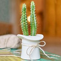 набор для выращивания eco шляпа в Магнитогорске