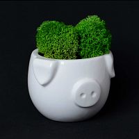 набор для выращивания eco мини-капшо «минипиг» в Магнитогорске