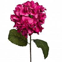 гортензия алая 85 см (12) в Магнитогорске