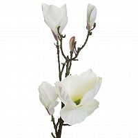 магнолия белая 66 см (12) в Магнитогорске