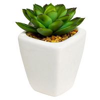 декоративное растение суккулент пышный 9 см в Магнитогорске