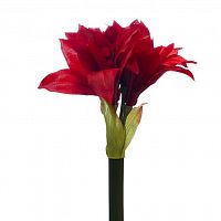 амариллис красный 82 см (12) в Магнитогорске