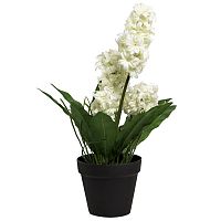 декоративное растение гиацинт в горшочке белый 40 см в Магнитогорске