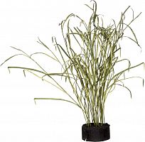 декор reeds and leaves в Магнитогорске