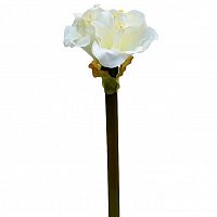 амариллис кремовый 57 см (12) в Магнитогорске