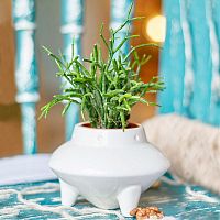 набор для выращивания eco нло в Магнитогорске