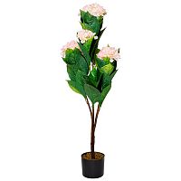 гортензия бело-розовая в горшке 113 см в Магнитогорске