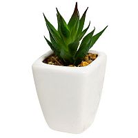 декоративное растение суккулент в горшочке 11 см в Магнитогорске