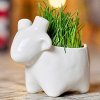 набор для выращивания eco овечка в Магнитогорске