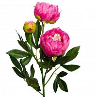 пион розовый 64 см (24) в Магнитогорске