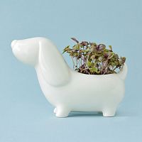 набор для выращивания eco собачка в Магнитогорске