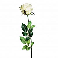роза белая 71 см (24) в Магнитогорске