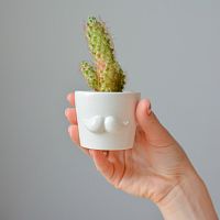 набор для выращивания eco мини-кашпо «усы» в Магнитогорске