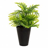 декоративное растение туя в горшочке 25 см в Магнитогорске
