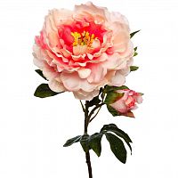 пион нежно-розовый 67 см (24) в Магнитогорске