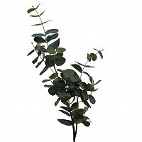 листья эвкалипта 90 см (24) в Магнитогорске