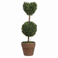 декоративный цветок в горшке amour grande в Магнитогорске